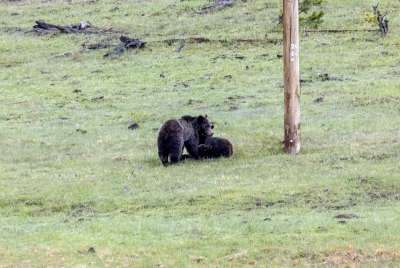 Grizzly Bears Fairy Falls Parking Lot 2025